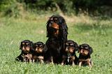 CAVALIER KING CHARLES 569